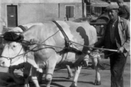 Johannes Hirning 1961